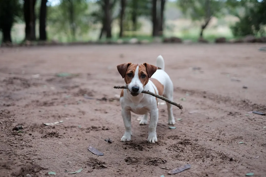 #23 - Jack Russell Terrier (and Similar High-Drive Terriers): Energy Meets Zero Chill (Image Credits: Unsplash)