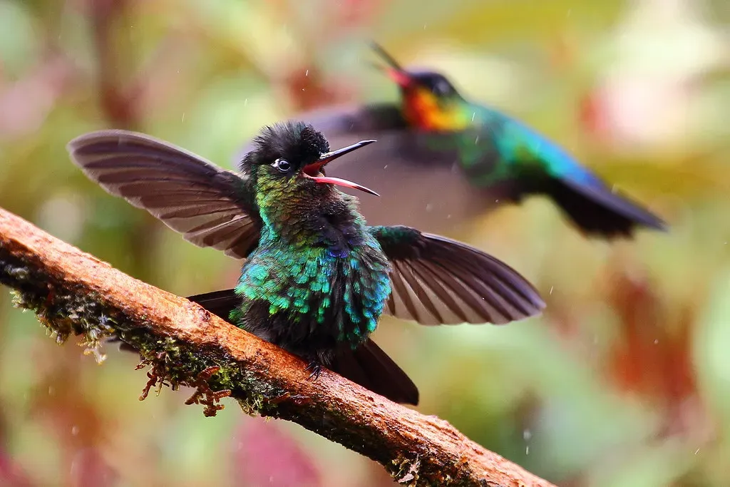 The Fiery-Throated Hummingbird: An Explosion of Color in Cloud Forest (ryanacandee, Flickr, CC BY 2.0)