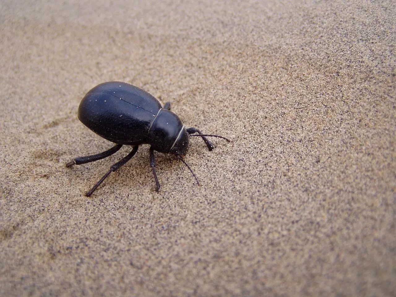 Pisces: The Desert Beetle (Image Credits: Pixabay)
