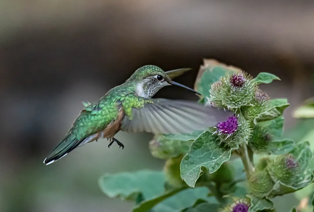 They Are Fiercely and Relentlessly Territorial (Image Credits: Unsplash)