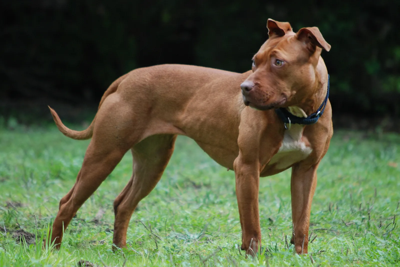 #7 - Pit Bull-Type Dogs: Overrepresented, Misunderstood, and Always There (By https://www.flickr.com/people/geoggirl/, CC BY 2.0)