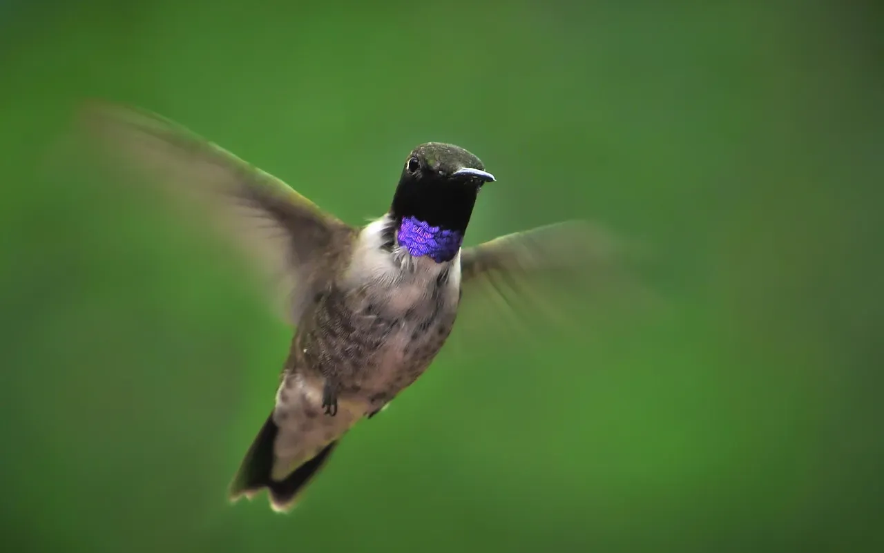 4. Black-chinned Hummingbird (Archilochus alexandri) (Image Credits: Pixabay)