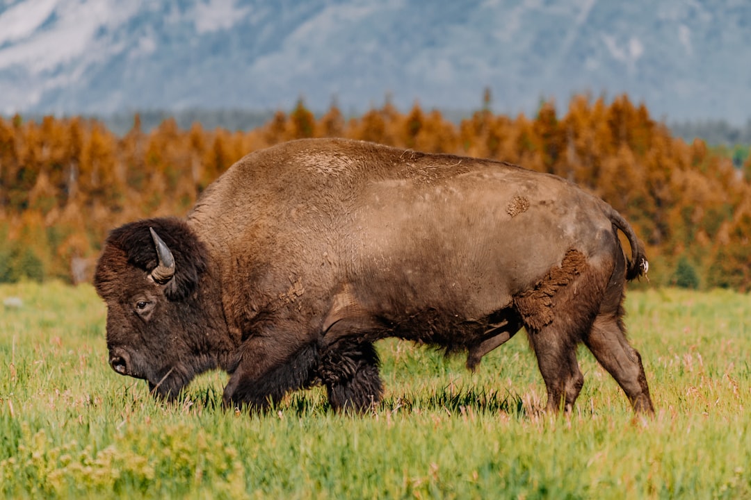 Grand Teton National Park: The Escapees Who Made It Home (Image Credits: Unsplash)