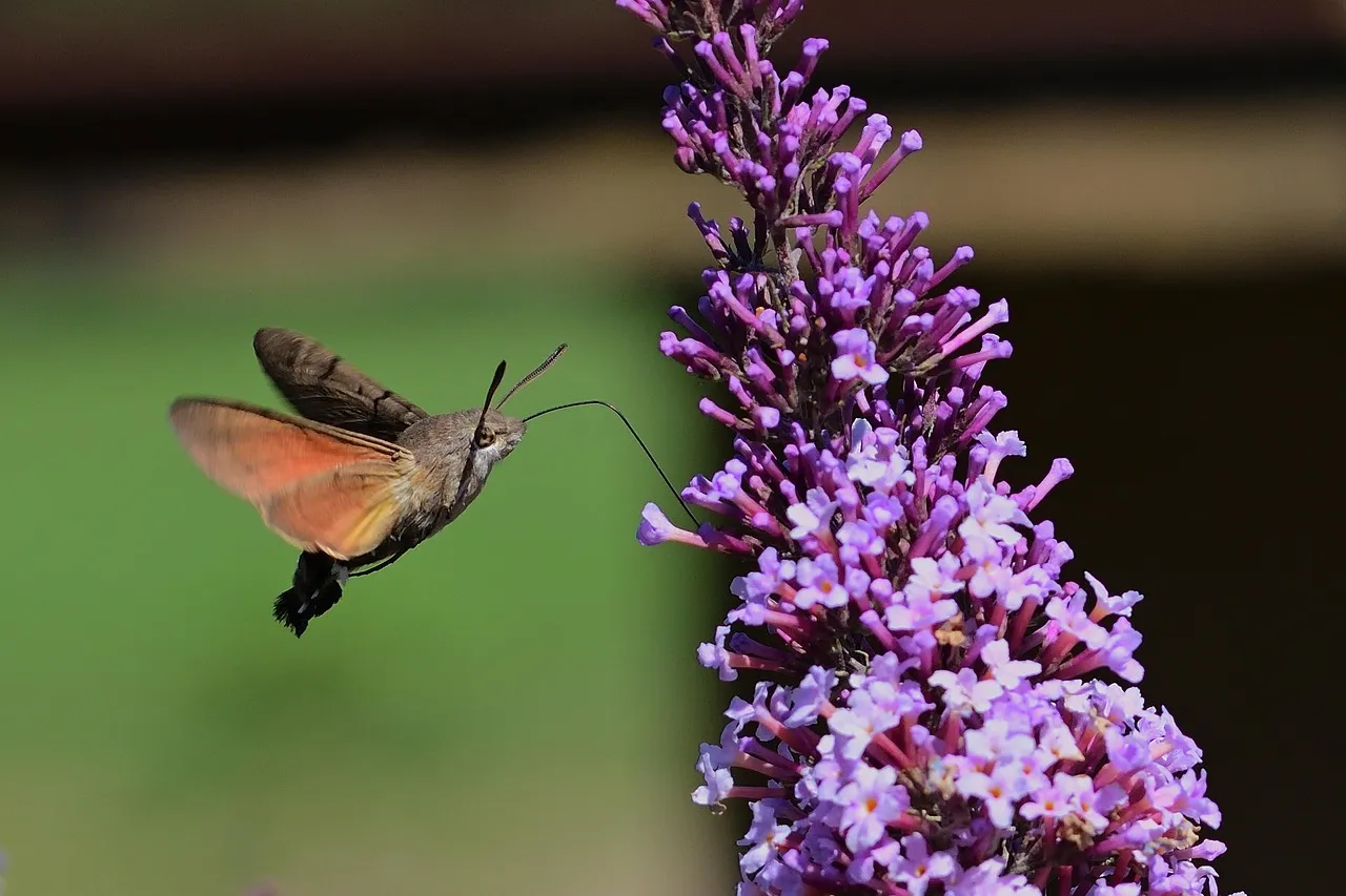#6 - Hummingbird Bush (Hamelia patens) vs. Coleus (All Foliage, No Fuel) (Image Credits: Pixabay)