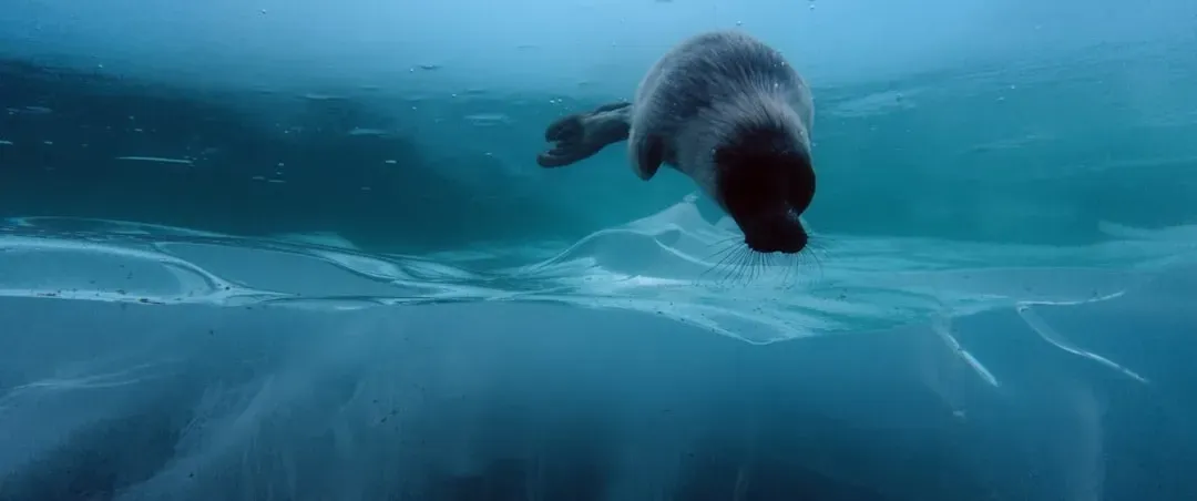 6. Nostrils and Ears Seal Shut Underwater (Image Credits: Unsplash)
