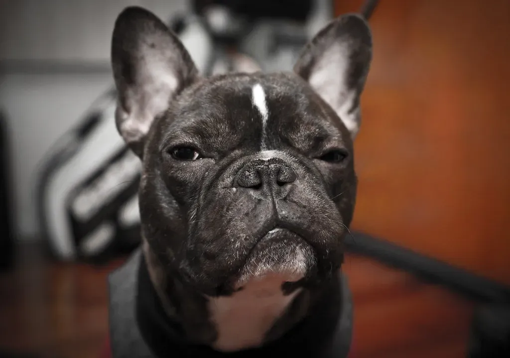 When Your Dog Judges Your Chaos (Image Credits: Flickr)