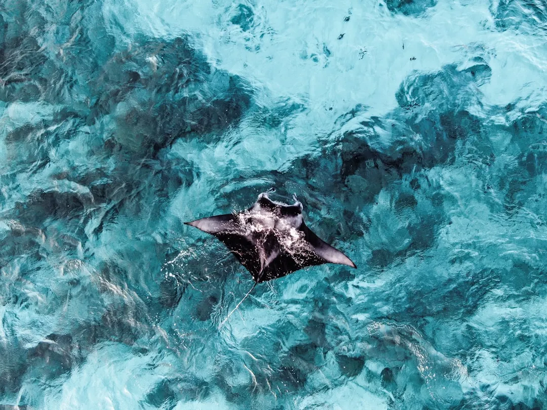 What Manta Brains Mean for Conservation (Image Credits: Unsplash)