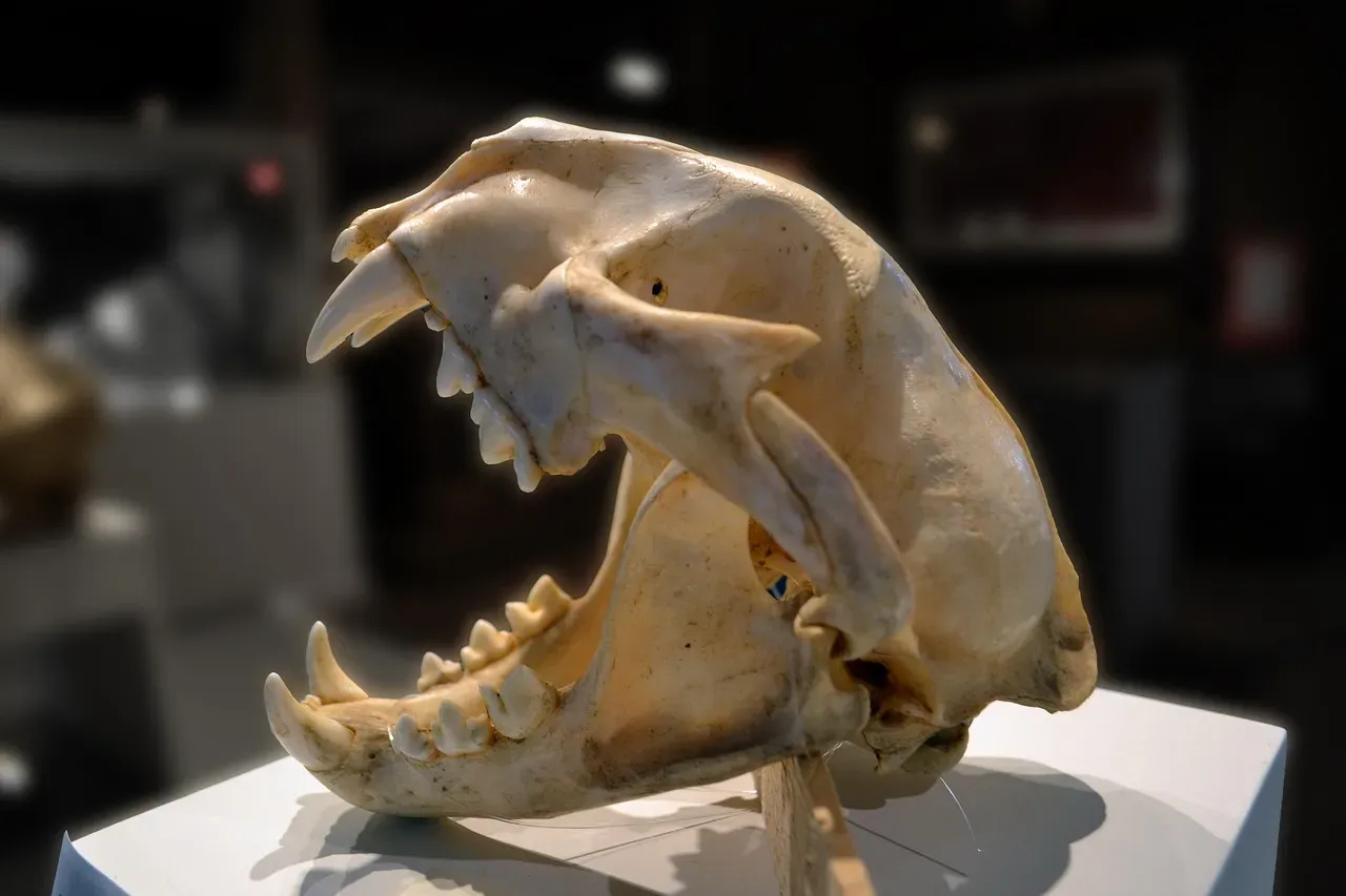 #2. The Record That Defines the Species' Upper Limit (Image Credits: Pixabay)