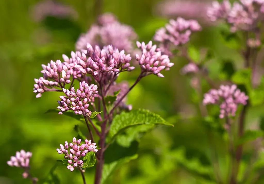 7. Joe-Pye Weed: The Giant That Swallowtails Can't Resist (Muffet, Flickr, CC BY 2.0)