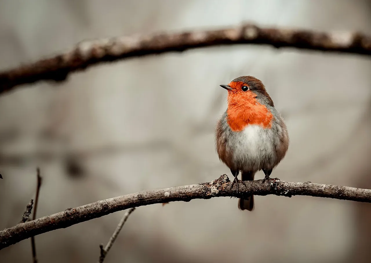 From Worms to Berries: Winter Food Strategies (Image Credits: Pixabay)