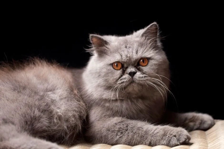 #13 - Persian: The Classic Low-Drama Lap Cat (Image Credits: Pexels)