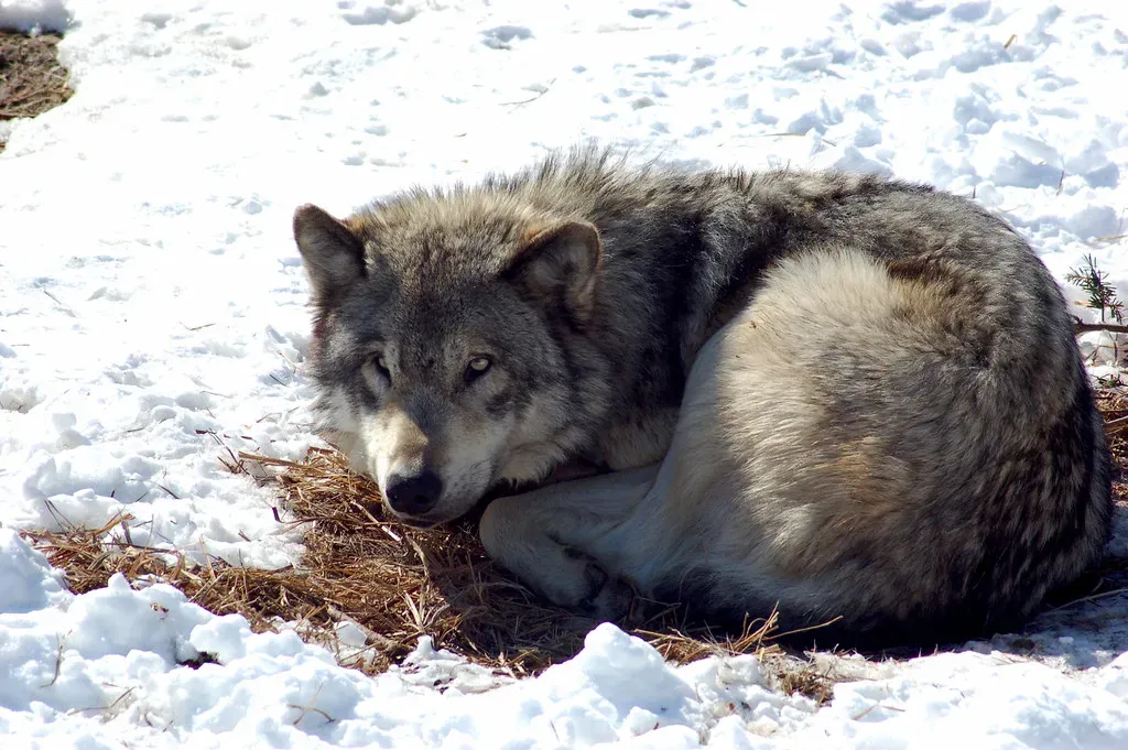 A Final Thought on Wolves in Minnesota (dobak, Flickr, CC BY 2.0)