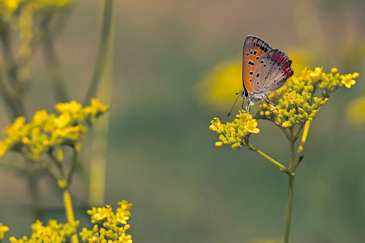 Golden Alexander (Zizia aurea) (Image Credits: Pixabay)