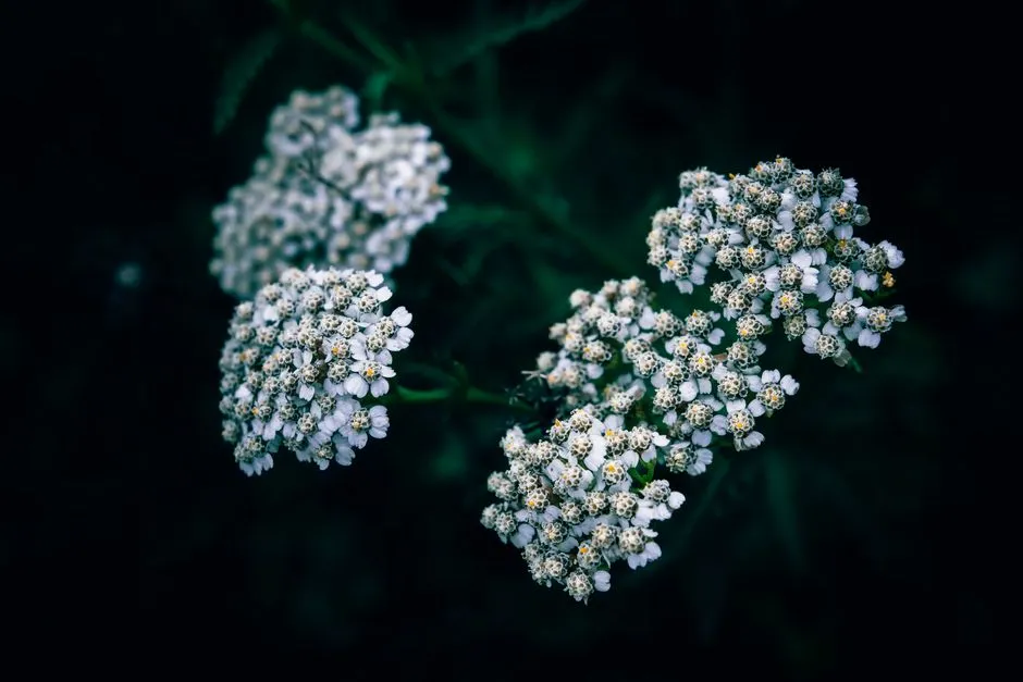 11 - Yarrow (Achillea millefolium) (Image Credits: Pexels)