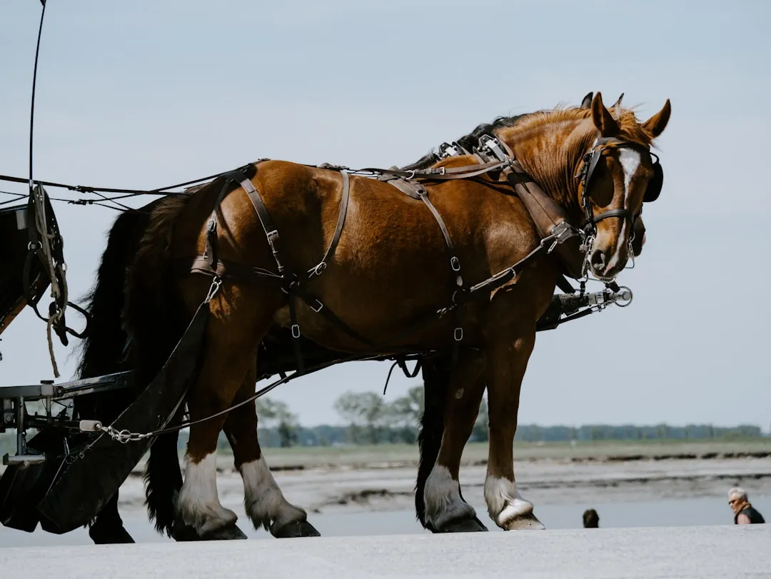 Percheron: Polite, Powerful, and Emotionally Reserved (Image Credits: Unsplash)