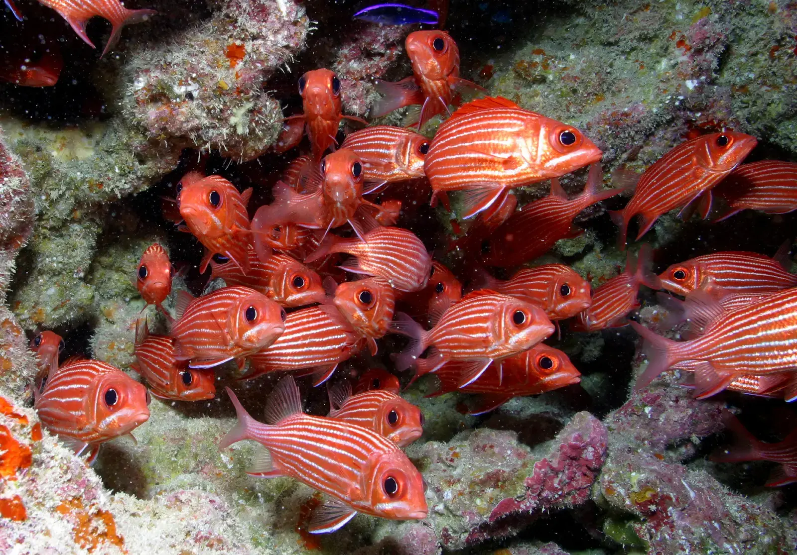Overfishing: Still the Loudest Culprit in the Room (Image Credits: Wikimedia)