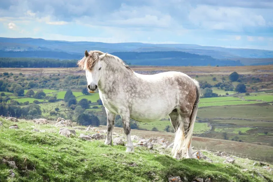 #13 - The Welsh Pony: Adorable Packaging, Ongoing Veterinary Attention (Image Credits: Pexels)