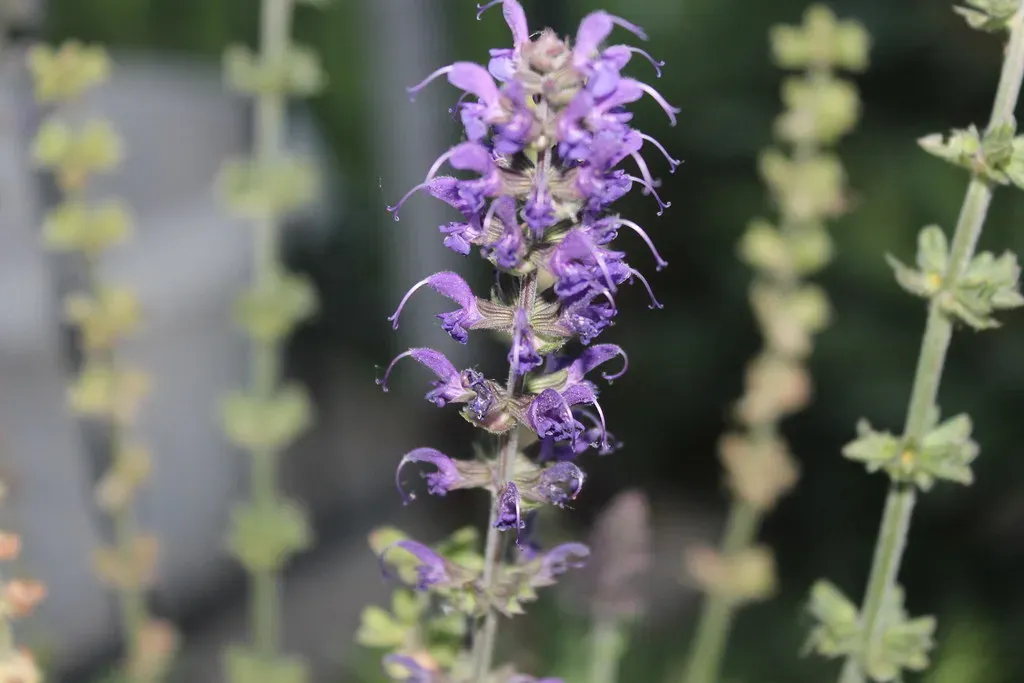 #2. Salvia (Outcome Photography, Flickr, CC BY 2.0)