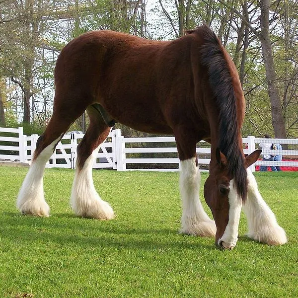 #5 - The Clydesdale's Feathers Are Hiding Something Ugly (By Leadgold, CC BY-SA 3.0)