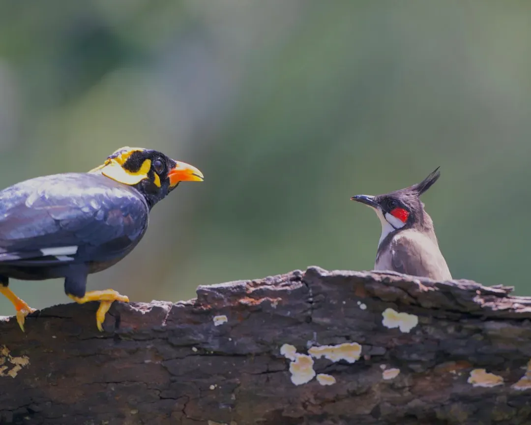 Hill Mynas: The Often Overlooked Masters (Image Credits: Unsplash)