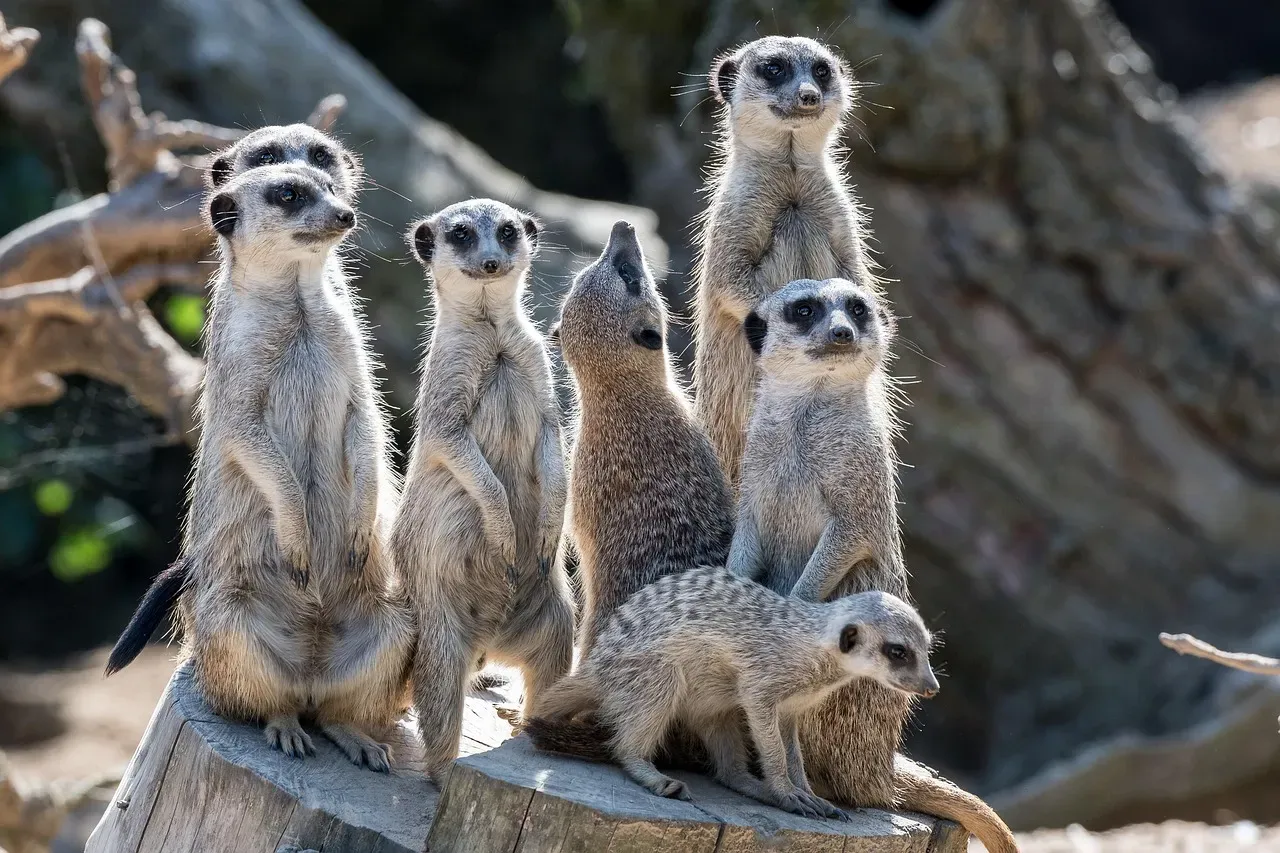 Female Meerkats Murder the Offspring of Other Females (Image Credits: Pixabay)