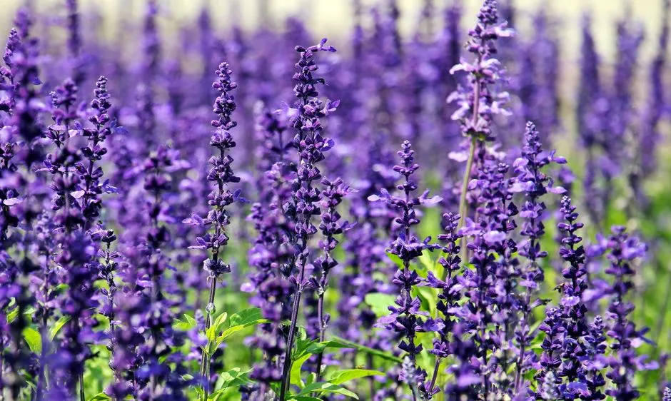 #32 - Lavender: The Bee Magnet That Isn't a Hummingbird One (Image Credits: Pexels)