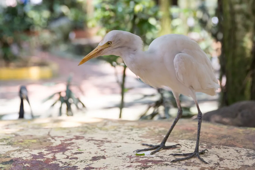 Conclusion: A Noisy Garden Is a Sign of a Living One (Image Credits: Unsplash)