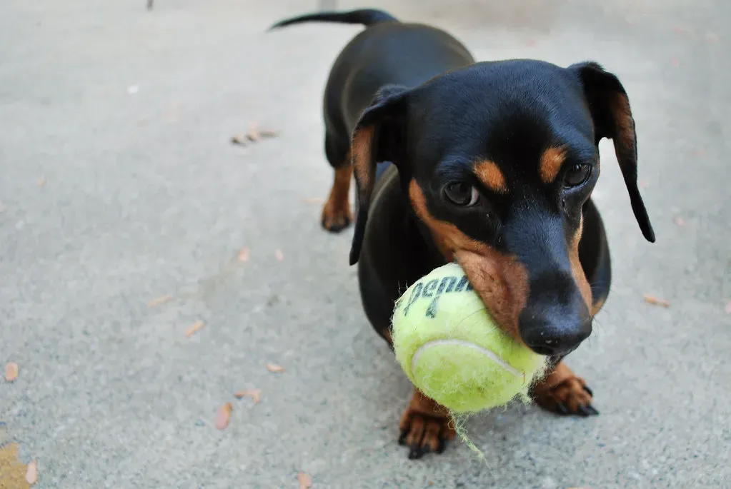Initiating Play and Seeking Interaction (Image Credits: Flickr)