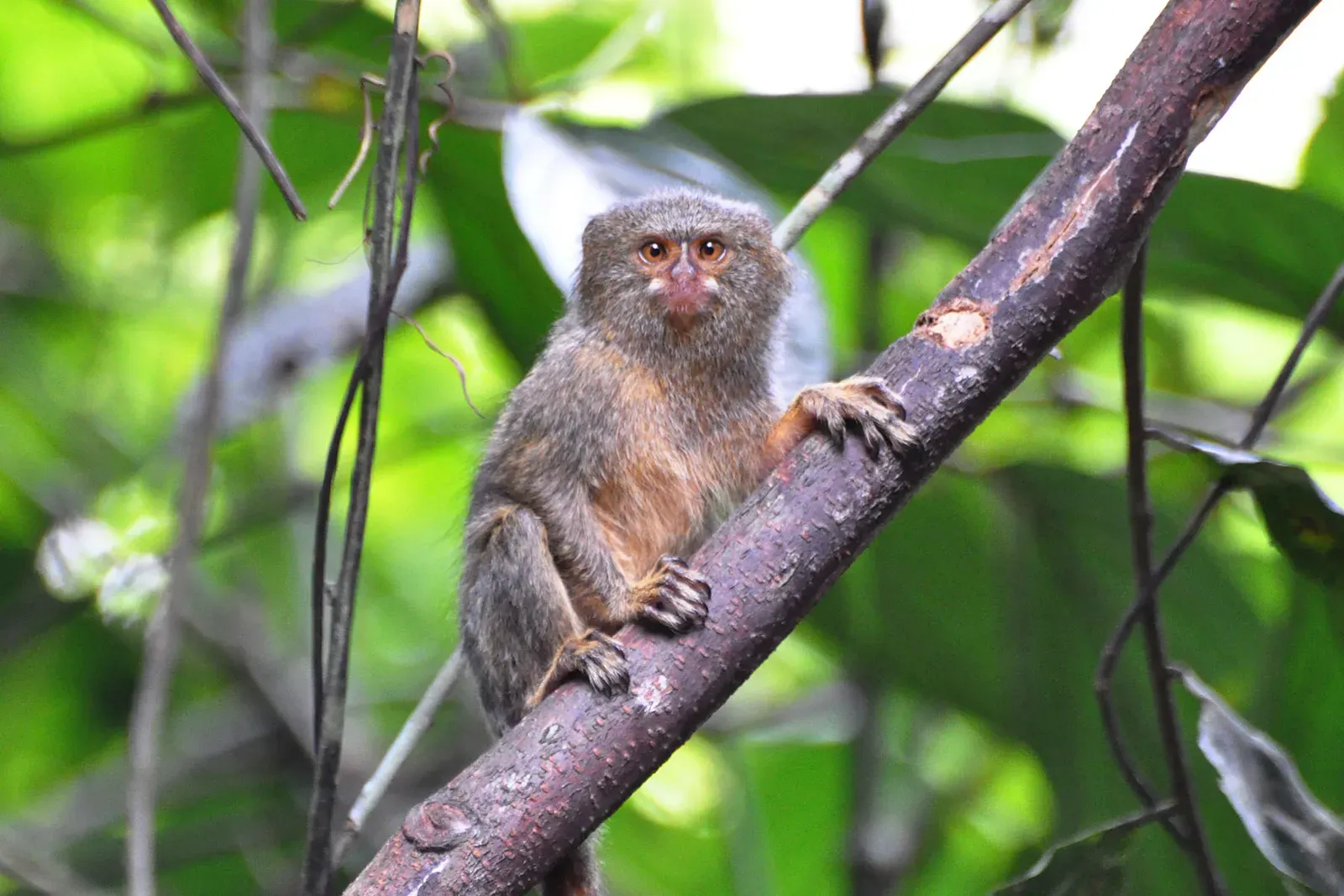 Sagittarius: Pygmy Marmoset (Image Credits: Wikimedia)
