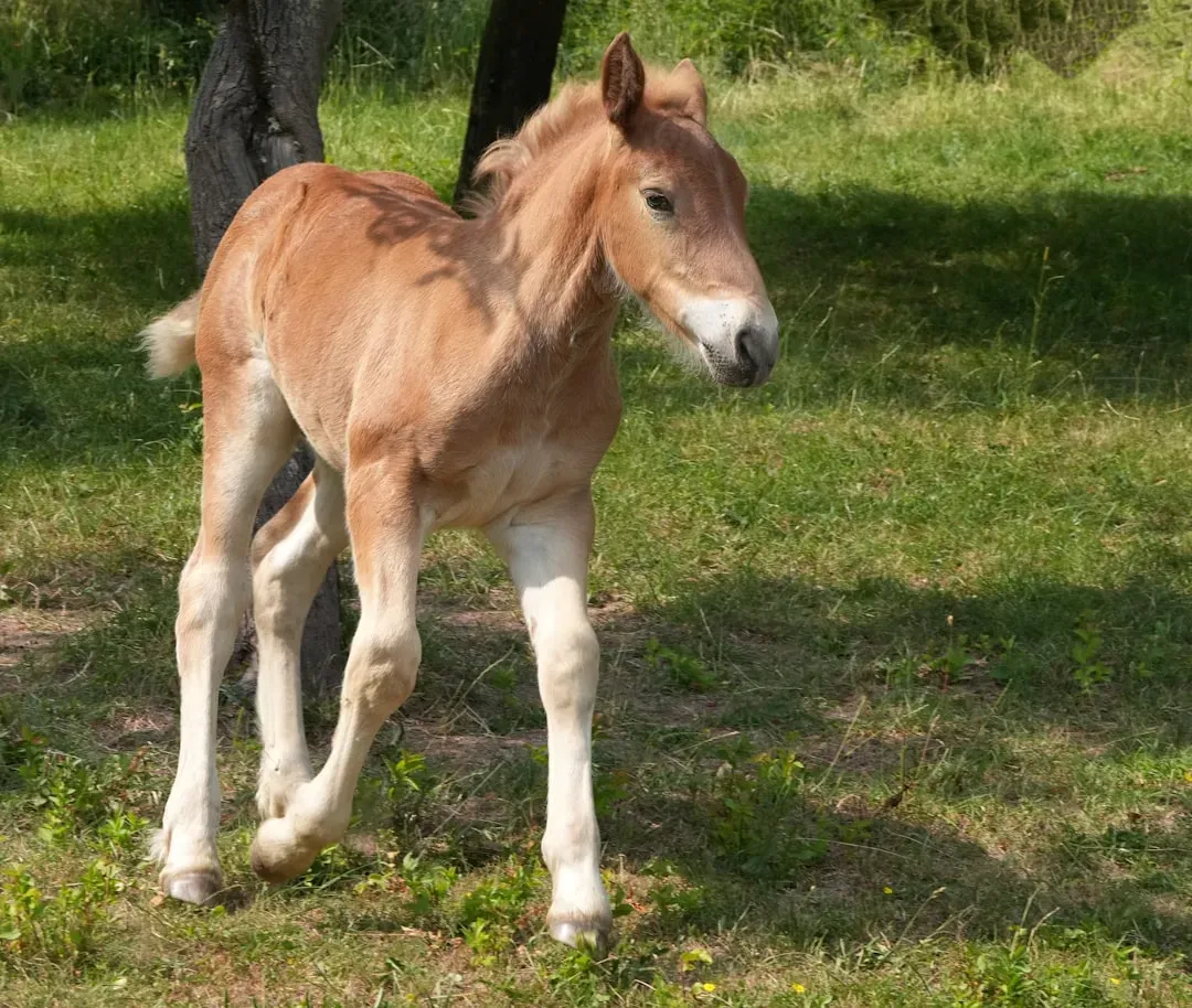 Newborn Foals Can Stand and Run Within Hours of Birth (Image Credits: Unsplash)
