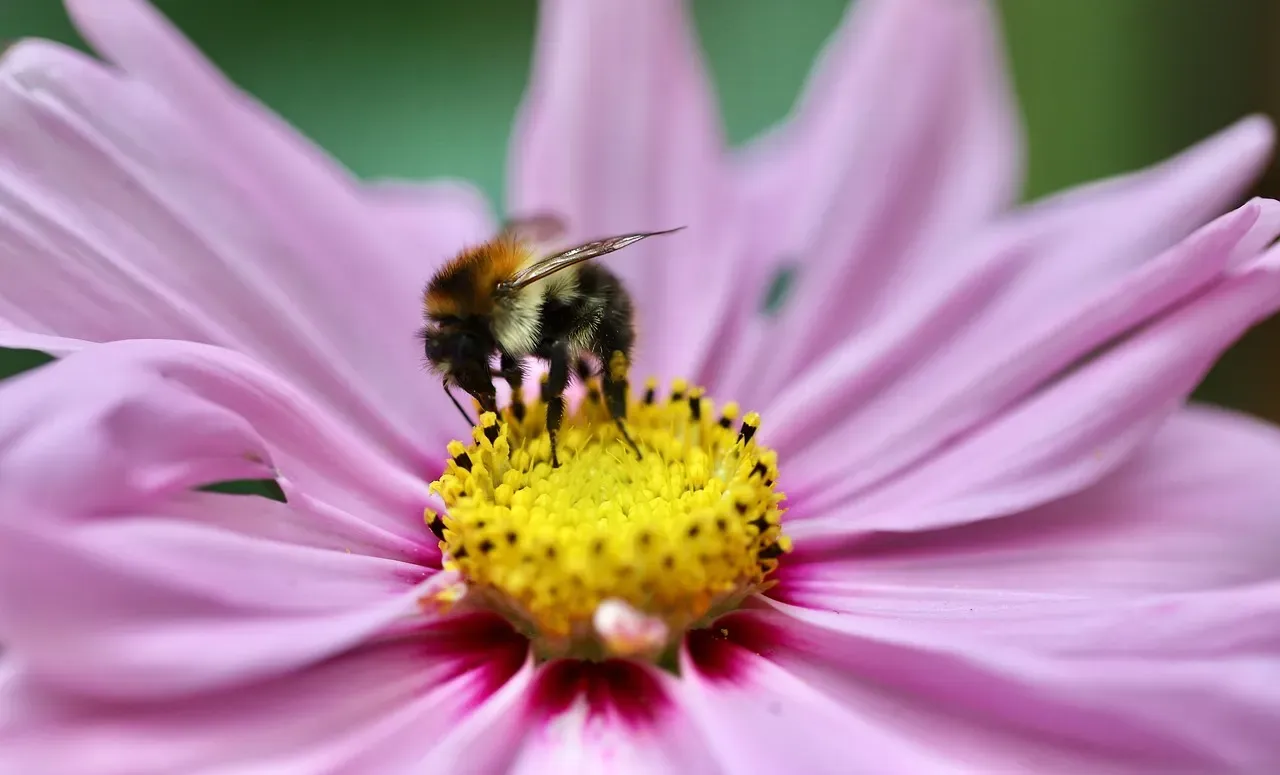 Survival Tricks That Sound Like Science Fiction (Image Credits: Pixabay)