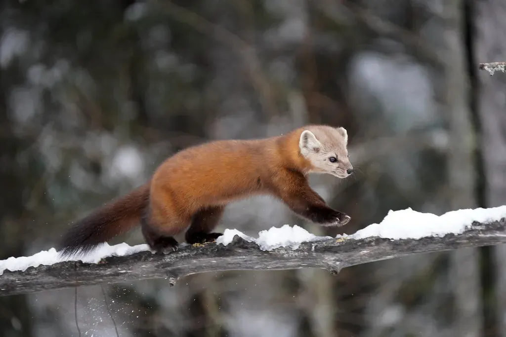 6. American Marten (Image Credits: Flickr)