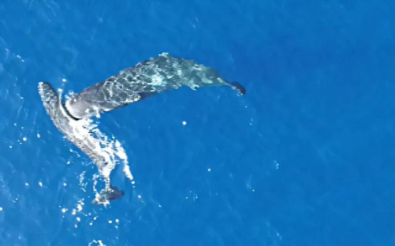 A Whale That Inspired a Novel - and Actually Existed (Image Credits: Association Tursiops)
