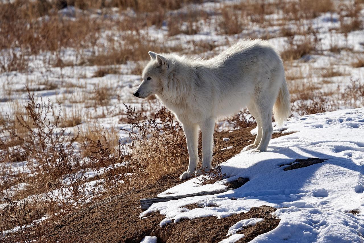 The Wild Animal Sanctuary - Colorado's Big Cat Haven (Image Credits: Pixabay)