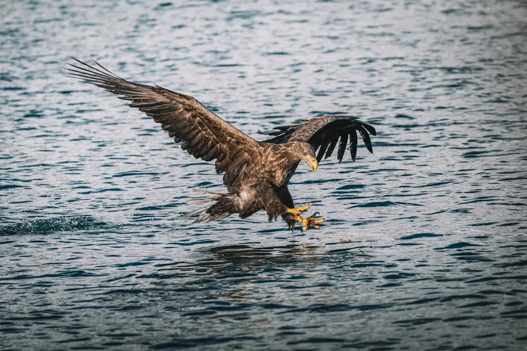 Gemini (May 21 &ndash; June 20): The African Fish Eagle (Image Credits: Unsplash)