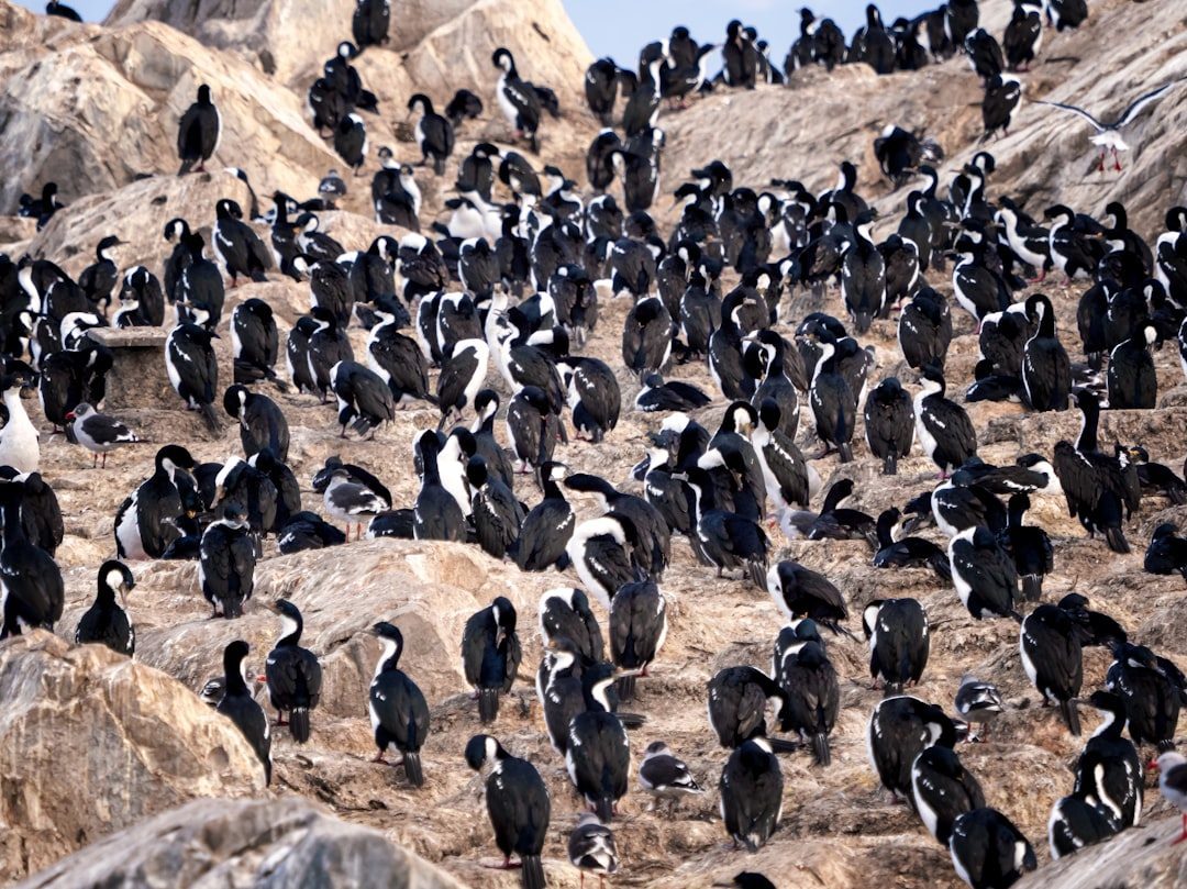 Emperor Penguins: Antarctic Ice Marchers (Image Credits: Unsplash)