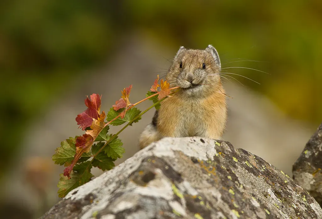American Pika: The High-Altitude Survivor (Image Credits: Flickr)