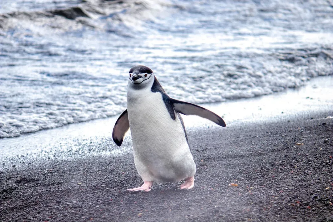 Chinstrap Penguins Take Thousands of Micro-Naps (Image Credits: Unsplash)
