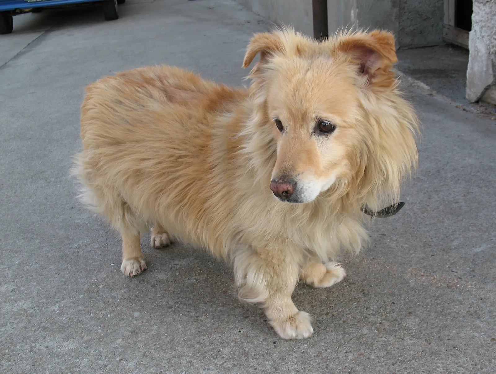 #17 Mixed-Breed Shelter Dogs With Trauma Histories (By Maciek Godlewski, CC BY 2.5)