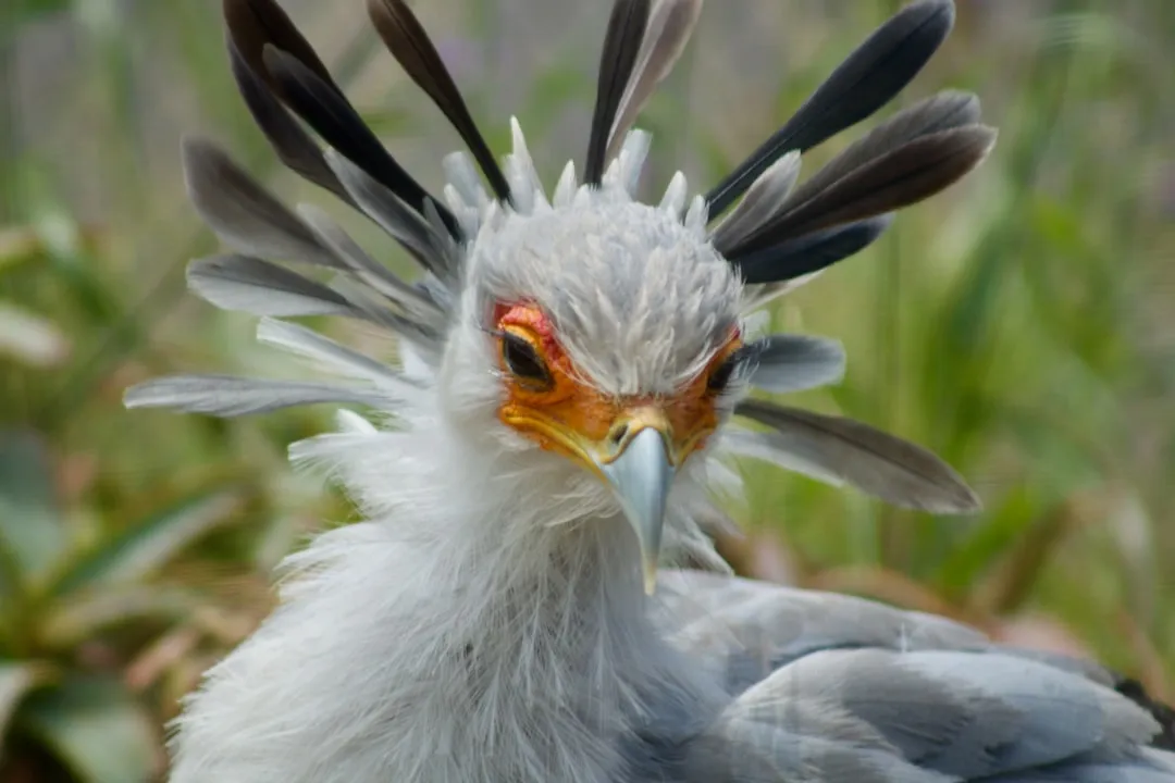 5. Secretary Bird &ndash; The Ground Striker With Deadly Kicks (Image Credits: Unsplash)