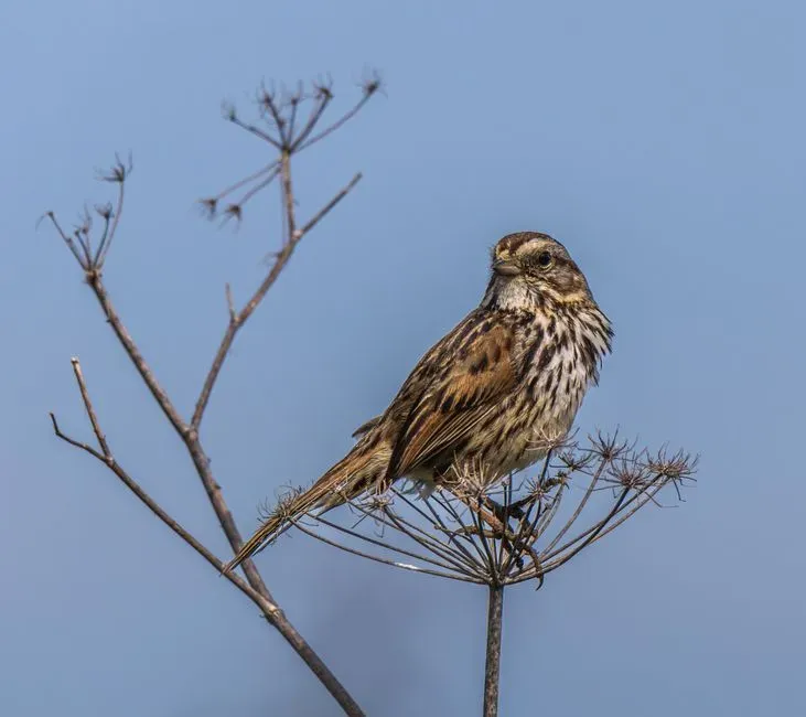 Saltmarsh Sparrow (Image Credits: Pexels)