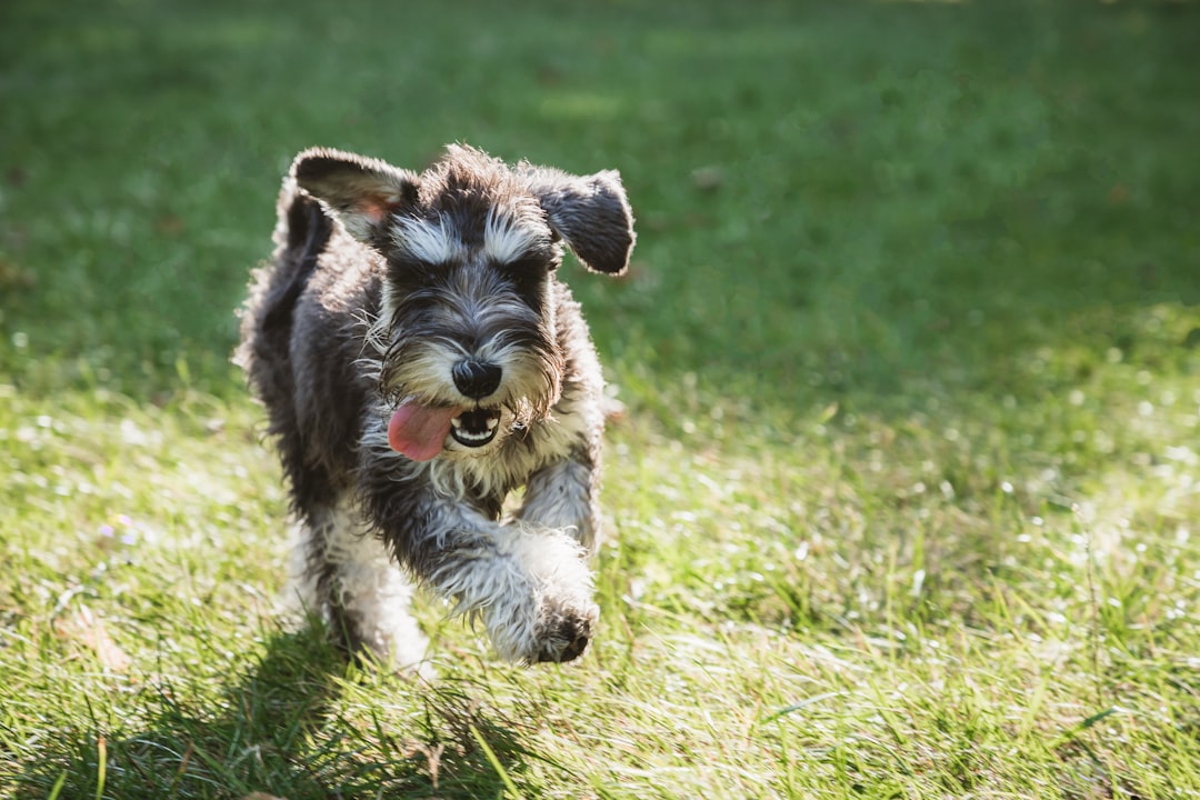 #7: Miniature Schnauzer (Image Credits: Unsplash)