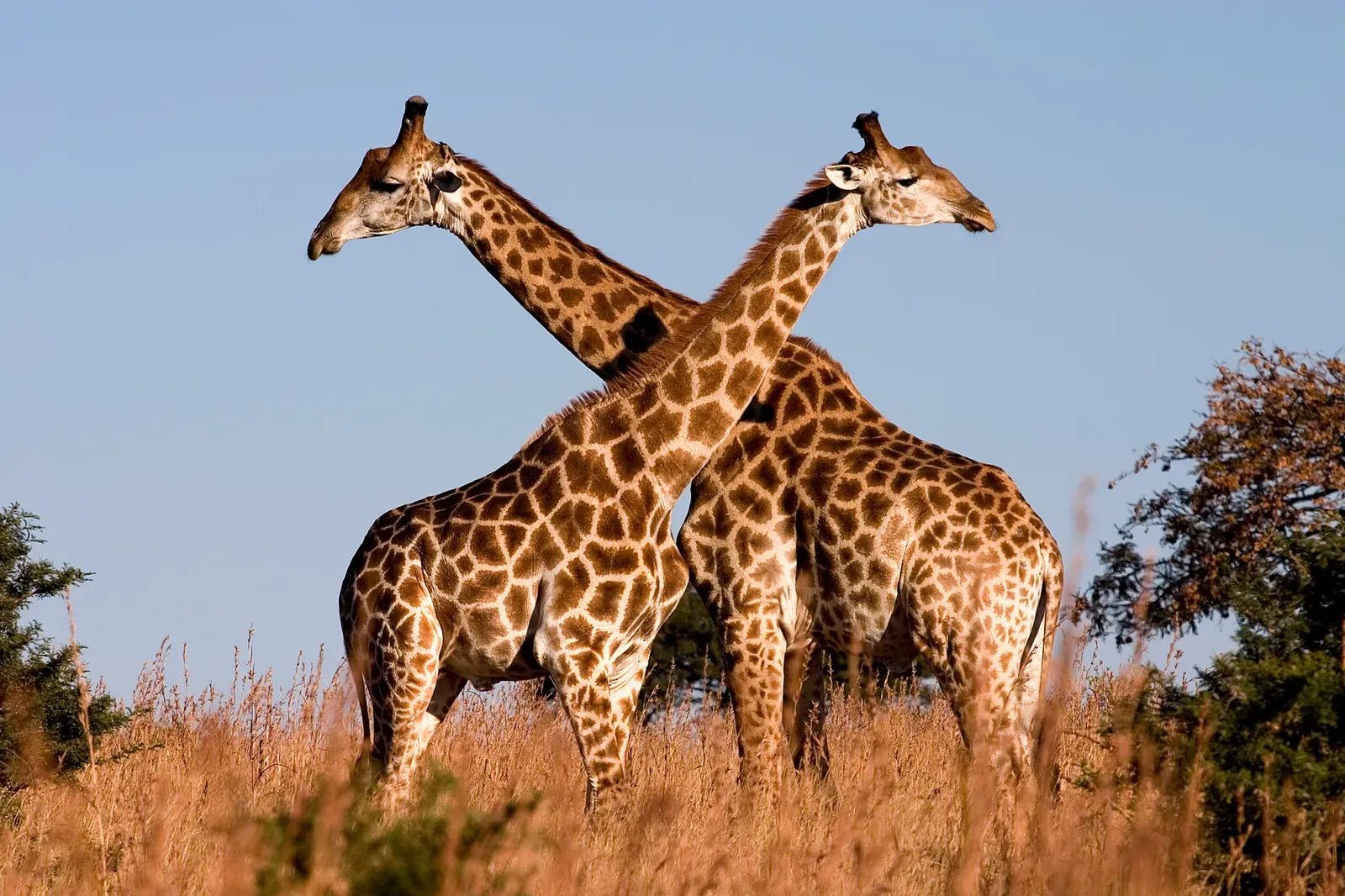 7. The Giraffe: A Taste for Urine (Photo taken by (Luca Galuzzi) * http://www.galuzzi.it, CC BY-SA 2.5)