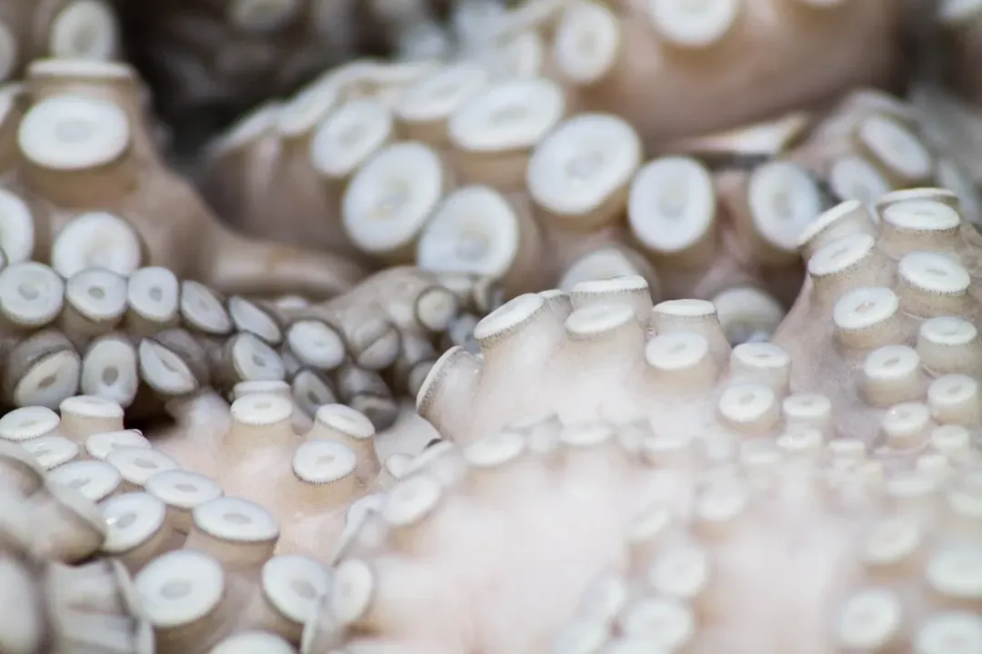 Octopuses' Dynamic Skin Displays (Image Credits: Unsplash)