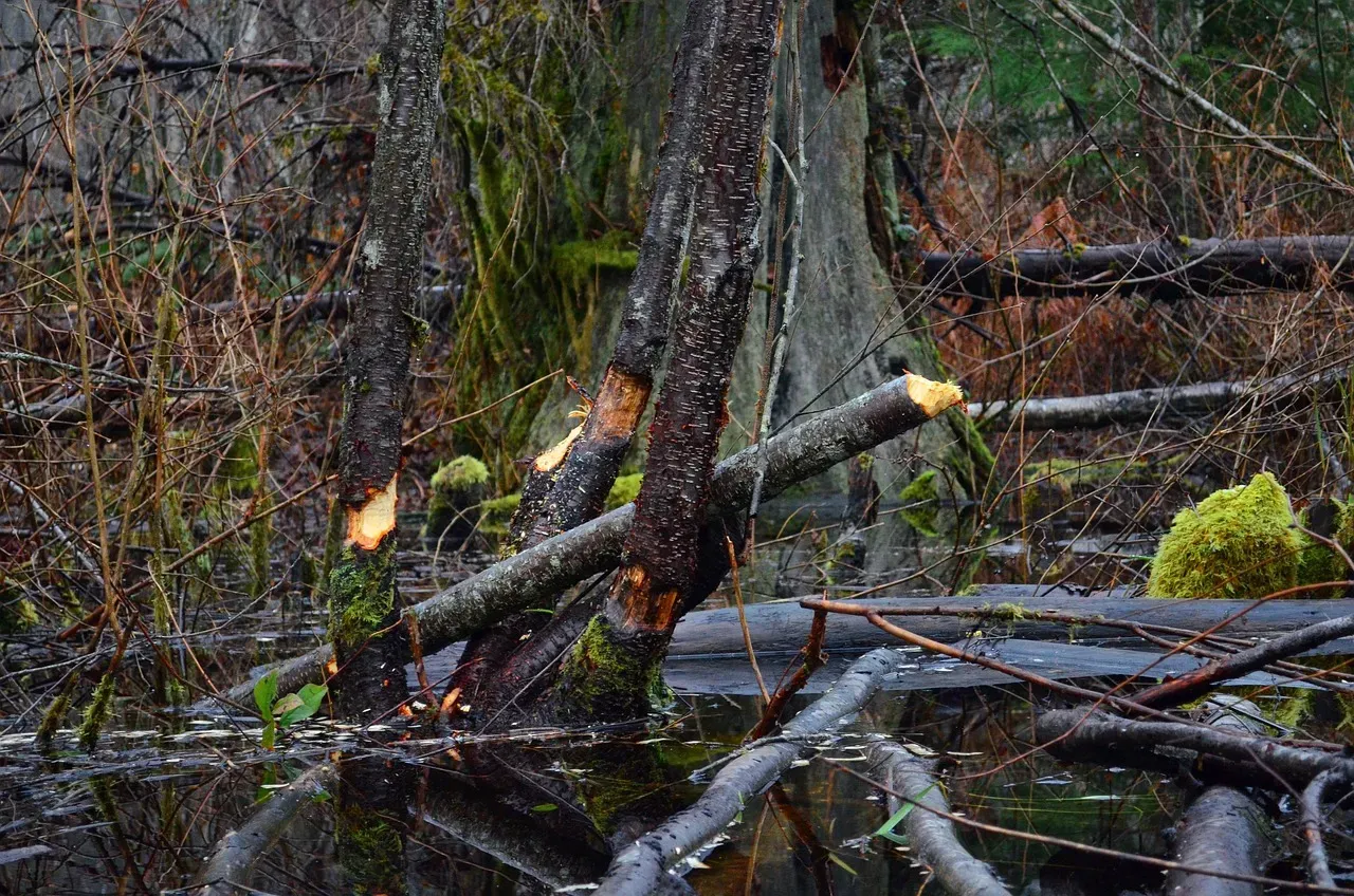 Beaver Dams: Landscape Engineers Reshaping Entire Ecosystems (Image Credits: Pixabay)