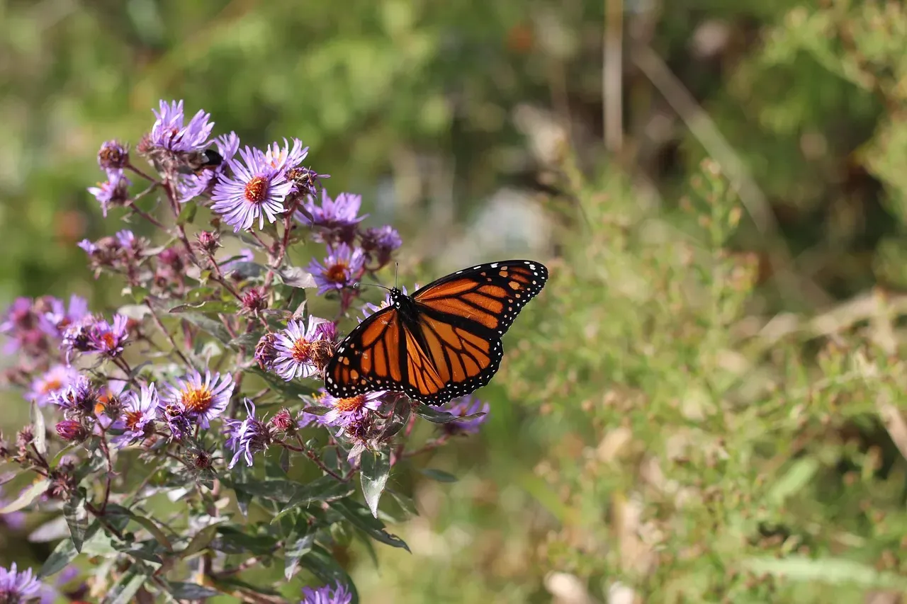 #8 New England Aster (Symphyotrichum novae-angliae) (Image Credits: Pixabay)