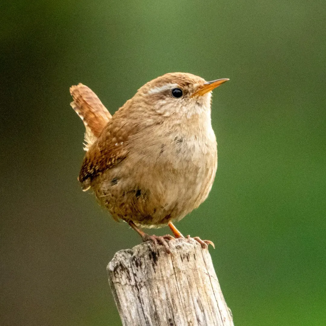A Small Bird With an Outsized Story (Image Credits: Unsplash)