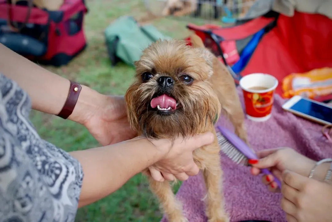 7. Brussels Griffon - The Tiny Philosopher (Image Credits: Unsplash)