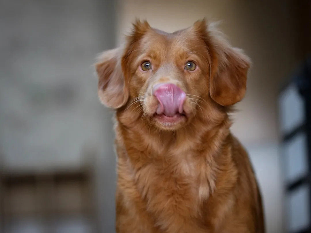 #12 - The Nose Lick With No Food in Sight (Image Credits: Unsplash)