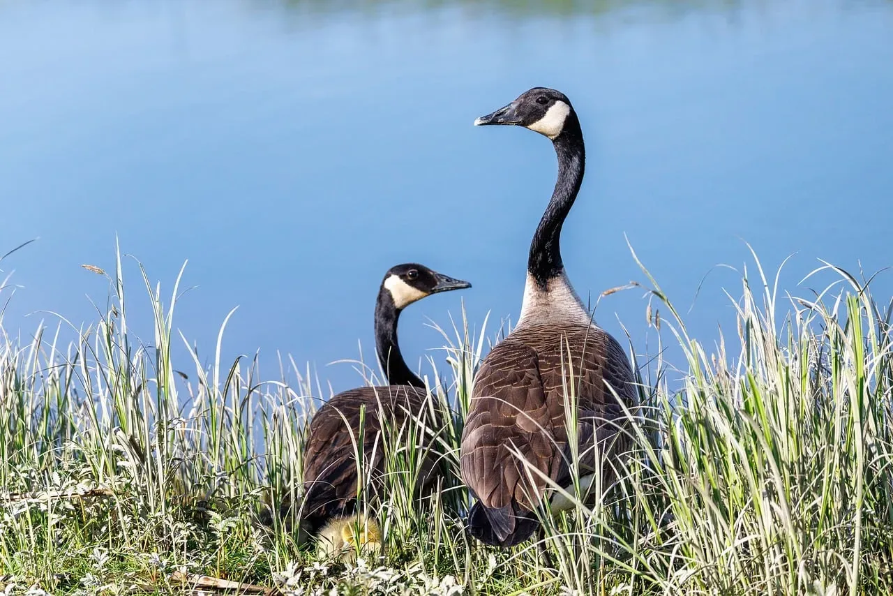 #3: Both Parents Guard the Nest - Together (Image Credits: Pixabay)
